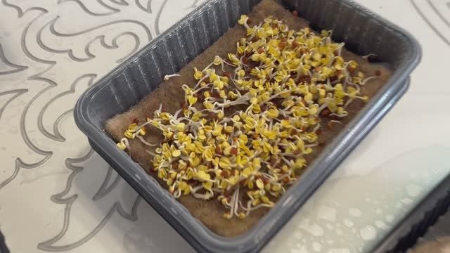 Микрозелень. Набор для выращивания микрозелени с маркетплейса. 12 культур меньше 1000 рублей