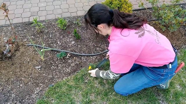 How to Dig Dandelions смотреть онлайн