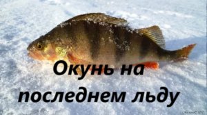 КАК ЛОВИТЬ ОКУНЯ на ПОСЛЕДНЕМ ЛЬДУ? МЕСТА для ЛОВЛИ ОКУНЯ весной. НАЖИВКИ и ПРОВОДКА для РЫБАЛКИ