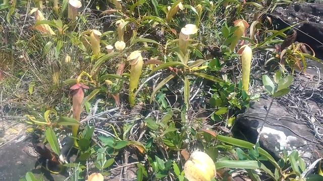 Nepenthes bokorensis at Veal Srae Pram Roy смотреть онлайн