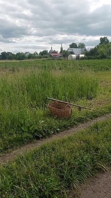 Зверобой зацветает пора собирать #природа #огород #вода #грядки #деревенскаяжизнь #лето #цветы #юмо смотреть онлайн