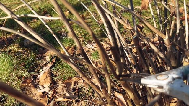 Cięcie hortensji. Jak przyciąć, żeby dobrze kwitły-ogrodowa, krzewiasta, bukietowa, pnąca #hortensj смотреть онлайн