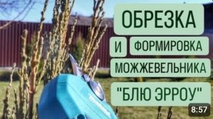 ОБРЕЗКА И ФОРМИРОВКА МОЖЖЕВЕЛЬНИКА "БЛЮ ЭРРОУ". 7.03.2024г.