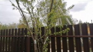 Шарафуга от агрофирмы "Поиск" не перезимовала. Обзор саженца через год после посадки.