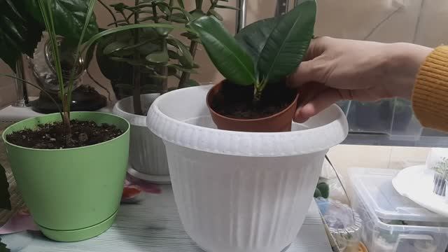 ВАЖНЫЕ правила ПЕРЕСАДКИ комнатных растений! смотреть онлайн