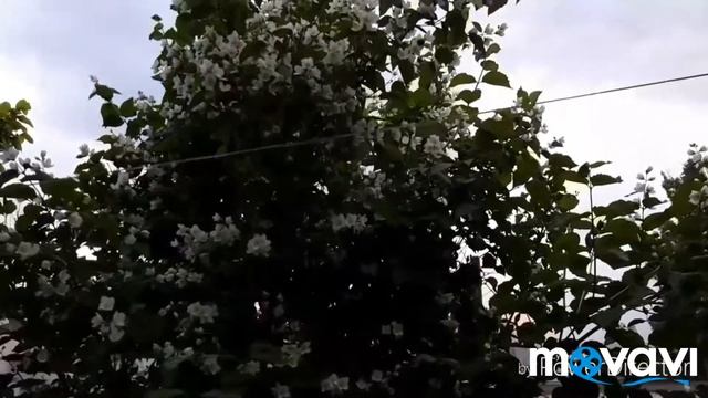 Жасмин расцвёл. смотреть онлайн