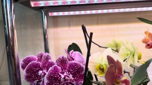 Орхидея Беби Динамит и не только , поднимаем  настроение красотой