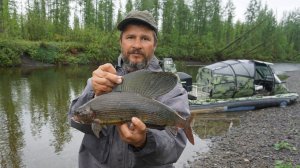 Дикий клев хариуса на сбирулино, на плато Путорана