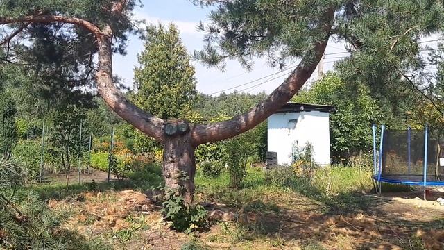 Отзыв о работе Дмитрия. смотреть онлайн