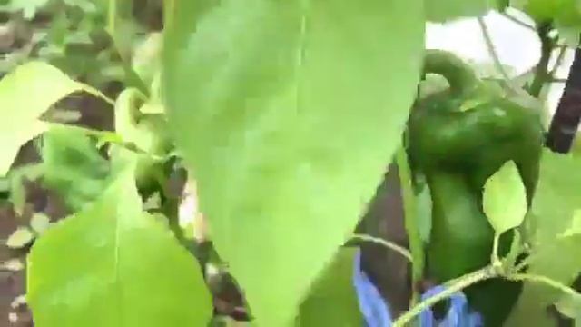 Супер-средство для быстрого урожая! смотреть онлайн