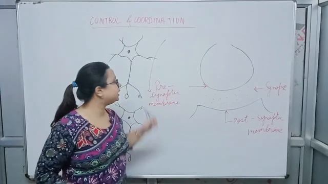 class 10, control and coordination, part 2, synapse and neuromuscular junction, transmission at syn смотреть онлайн