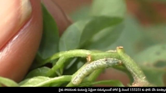 మిరప పంటలో సమగ్ర కీటక యాజమాన్యం || డా. కె. శిరీష - సీనియర్ శాస్త్రవేత్త смотреть онлайн