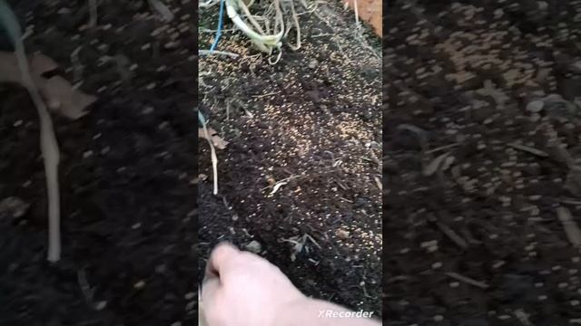 1 .04. 2024 г. Калужская область. + 20 ну это временно. Немного посева и в огороде!😉 смотреть онлайн
