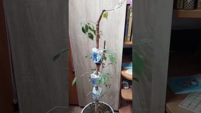 √1,√2,√3 фикус 125 Бенджамина (Бонсай)