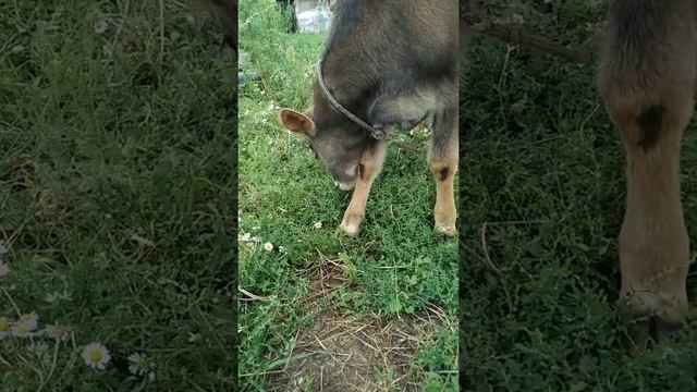 МАША МИША 4 августа 2020 г. смотреть онлайн