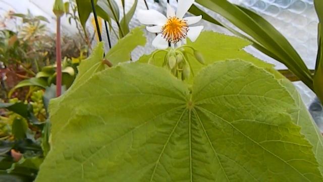 Sparmannia in Bloom & Greenhouse Updates