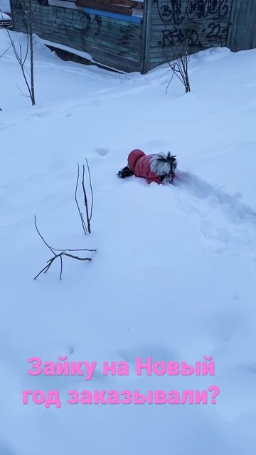 Ши тсу Кнопв 1 год и 5 мес. смотреть онлайн