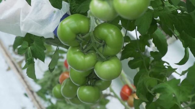 Altadena F1 - Fabryka Grubego Pomidora