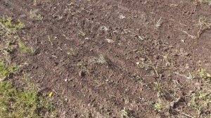 Донник: трава в качестве сидерата, горький опыт.