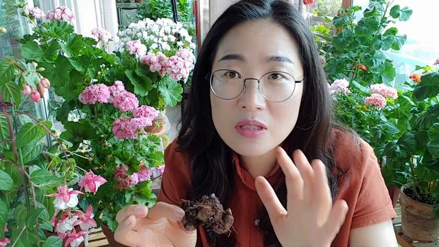 칼라디움 (Caladium)키우기/ 구근 심기(자막있음) смотреть онлайн