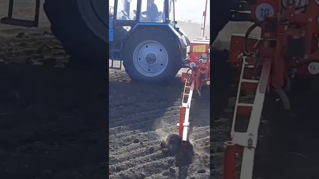 Трактор МТЗ-1221+сеялка Воронежская. Сев кукурузы смотреть онлайн