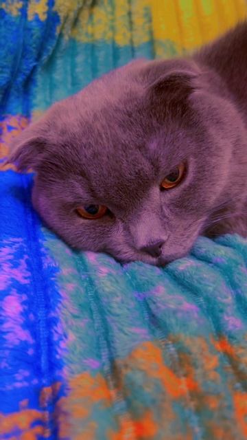 🔴КОТ СМОКИ🔴 смотреть онлайн