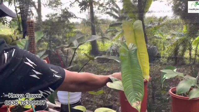 KOLEKSI SULTAN HARGA EKONOMIS ⁉️BURUAN SEBELUM KEHABISAN смотреть онлайн