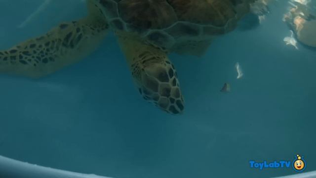 Turtle Rescued from Shark! Aaron visits Turtle Sanctuary in Family Friendly Video for Kids with Toy смотреть онлайн
