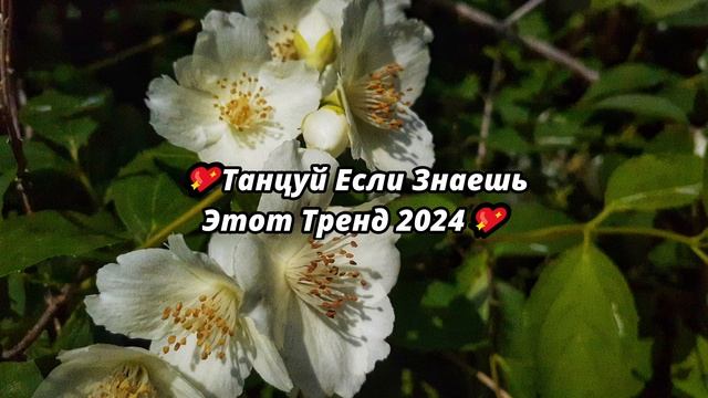 💖ТАНЦУЙ ЕСЛИ ЗНАЕШЬ ЭТОТ ТРЕНД 2024💖 смотреть онлайн