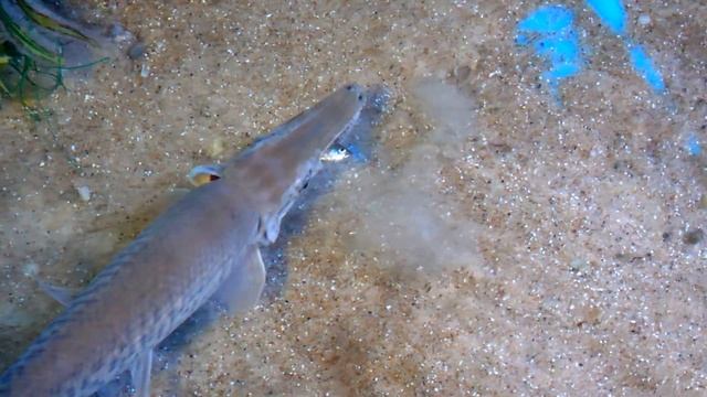 25 Shiners Vs. Hungry Alligator Gar! смотреть онлайн