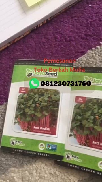 Benih Microgreen Green Pea Shoot Sprout 50 Benih смотреть онлайн