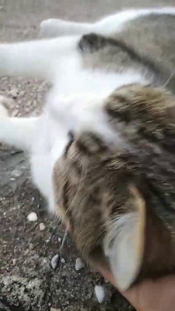 Лучший трек:"Урчание кота"😍 смотреть онлайн