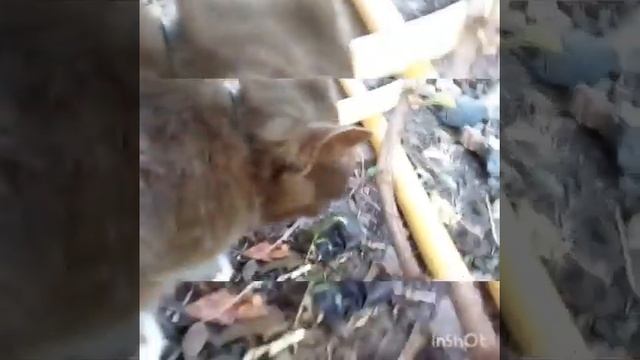 Кошка Дыма с г. Ростов на Дону 🐈 смотреть онлайн