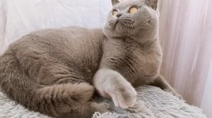 Британский кот голубого окраса Зидан.