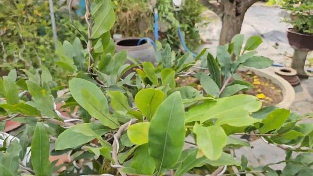 #Chợ Mai 6/3☎️AThư_0907704723👉🏻Phôi Mai Tứ Quý Bonsai phong cách Vip ,Siêu Bông Bình Lợi ghép tứ qu смотреть онлайн