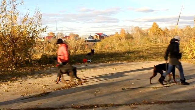 MVI 7366  Доберманы   Руни, Мэй и Талия, Рядом 3 8 10  2013)