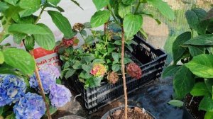 Гортензия на штамбе за два года🌱🌱🌱