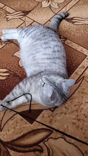 Машуля обожает играть с веревочкой🐱😀 смотреть онлайн