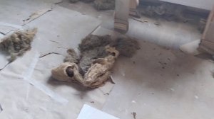 Чем утеплить зазор на усадку в срубе. Последствия джута в проёмах.