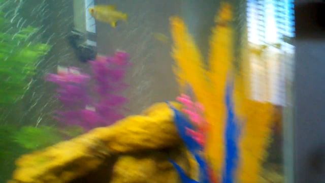 55 gallon update - Episode 2 - I got fish! (: смотреть онлайн