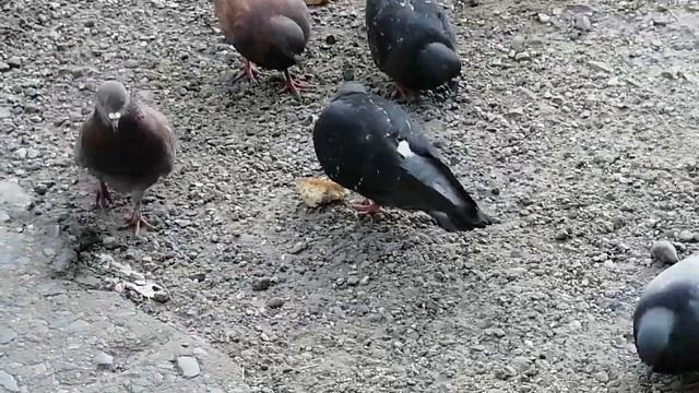 Такая она жизнь. смотреть онлайн