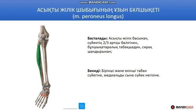 Балтыр ( сирақ ) бұлшықеттері. Сирақтың латеральды топ бұлшықеттері. Аяқ, сан, сирақ анатомиясы. смотреть онлайн