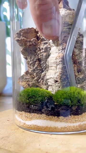 Petri terrarium #terrarium #moss #cork #plants #diy #howto #fyp #plantsmakepeoplehappy #portland смотреть онлайн
