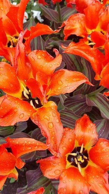 красота в Юрмале 🌷 смотреть онлайн