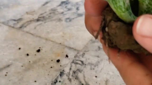 Stapelia types, care and division/Names Revealed 😎🧐 смотреть онлайн