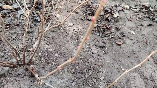 @Підживлення плодових кущів 👍Прибрала в клумбі💐 смотреть онлайн