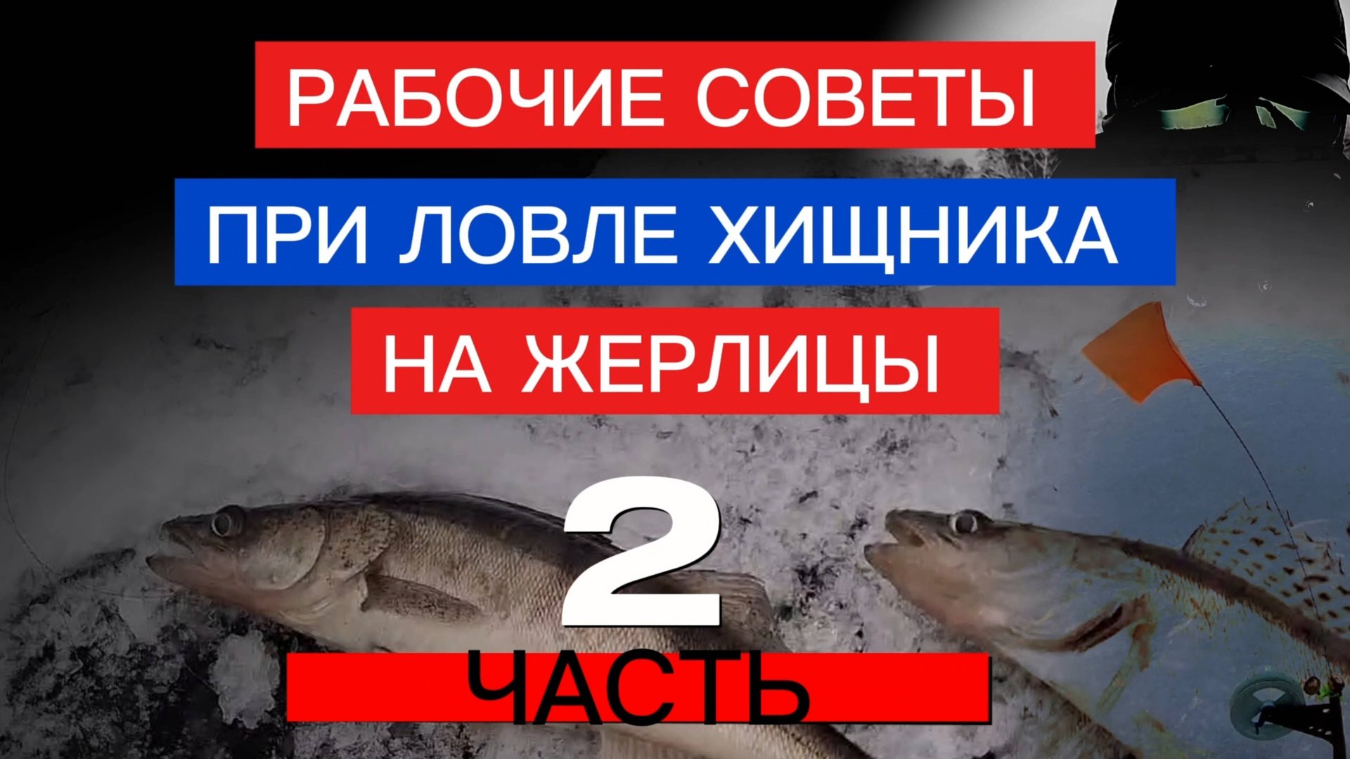 ЛОВЛЯ ХИЩНИКА на ЖЕРЛИЦЫ! РАБОЧИЕ СОВЕТЫ при ЛОВЛЕ ЖЕРЛИЦАМИ! смотреть онлайн