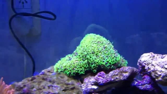 Clavularia смотреть онлайн