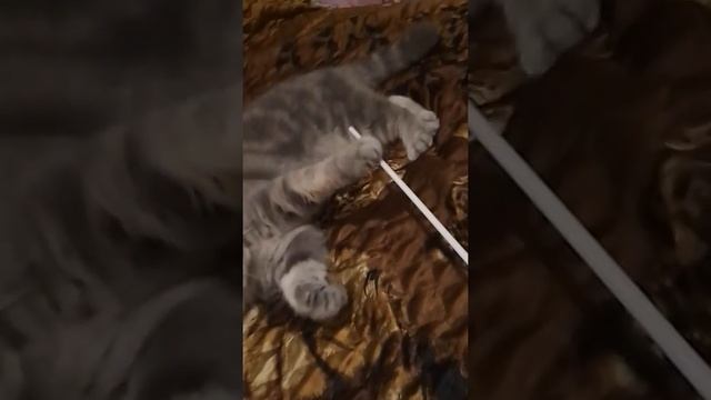 Мой кот! смотреть онлайн