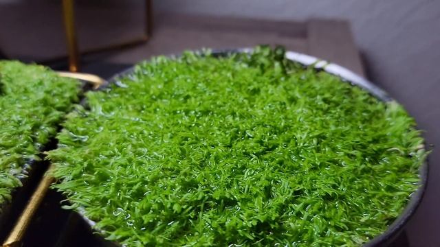 Emersed Utricularia Graminifolia #plants #carnivorousplants #houseplants #diy #hobby